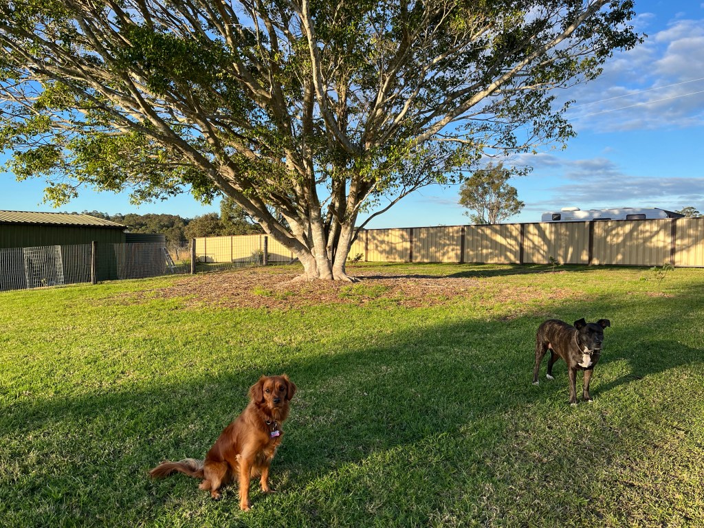 Addie & Jazz took time out from exploring the yard, for a photo.