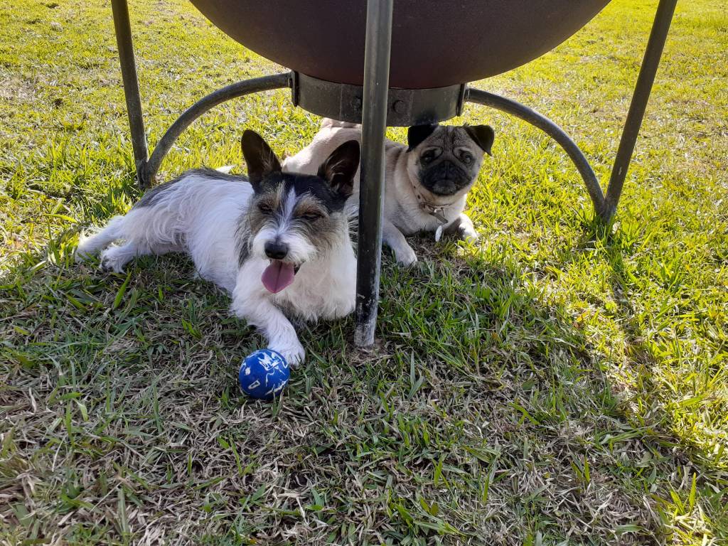 Addie & Honey (the Pug) taking a break 