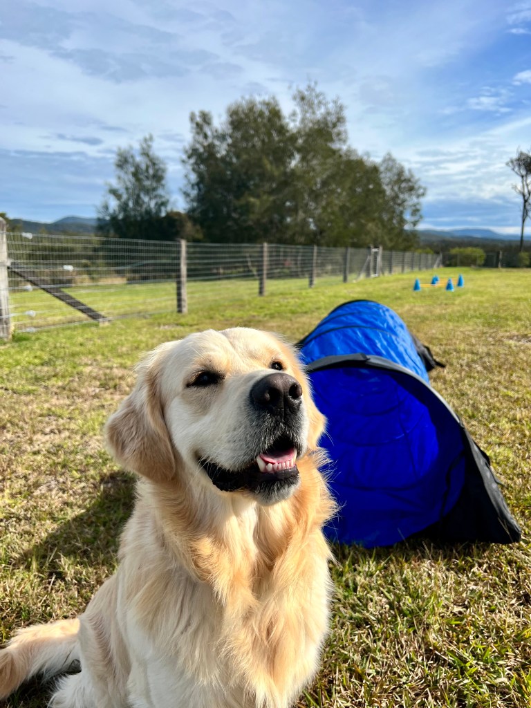 Astro says - Treat's first, then I'll go through the tunnel.